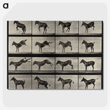 1-6_Eadweard-Muybridge_picture-crop