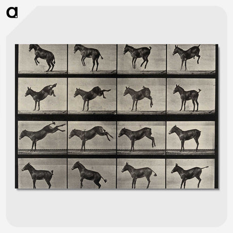 1-6_Eadweard-Muybridge_picture-crop