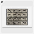 1-6_Eadweard-Muybridge_picture