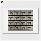 1-6_Eadweard-Muybridge_picture
