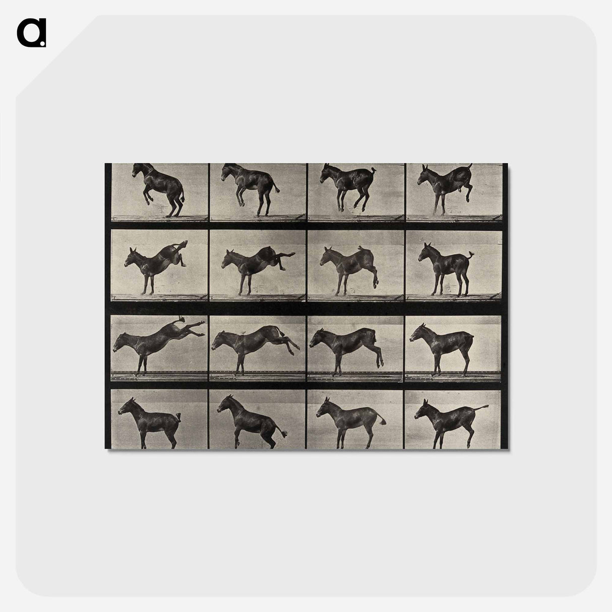 アートポストカード-Rearing Horse
 - エドワード マイブリッジ Postcard.
