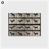 アートポストカード-Rearing Horse
 - エドワード マイブリッジ Postcard.