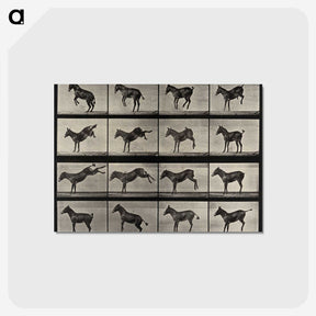 1-6_Eadweard-Muybridge_postcard