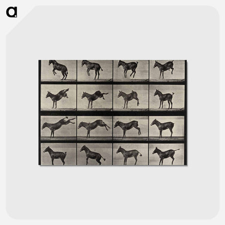 アートポストカード-Rearing Horse
 - エドワード マイブリッジ Postcard.