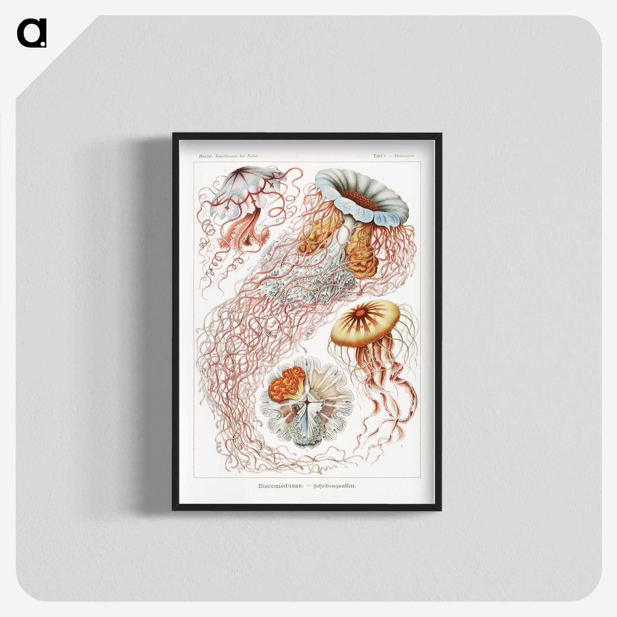 1-6_Ernst-Haeckel_blk-crop