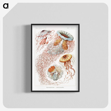 1-6_Ernst-Haeckel_blk-crop
