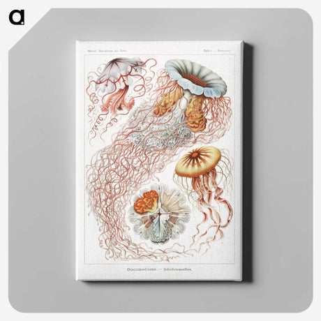 1-6_Ernst-Haeckel_canvas