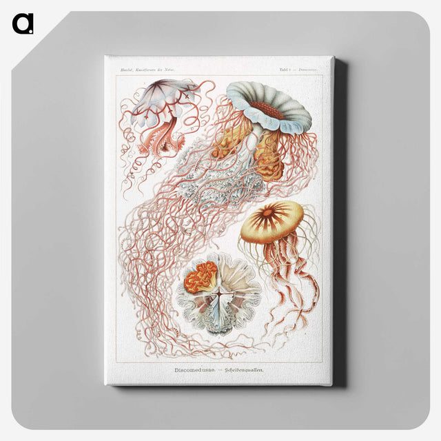 1-6_Ernst-Haeckel_canvas