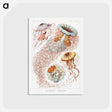 1-6_Ernst-Haeckel_postcard