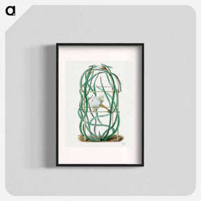 アートポスター-Snake Cactus
 - サボテン科 Poster.