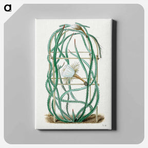 アートパネル-Snake Cactus
 - サボテン科 Canvas.