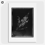 1-6_Frederick-Charles-Brockett_picture