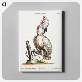 アートパネル-Psittacus Albus Cristatus Maximus
 - ジョージ エドワーズ Canvas.