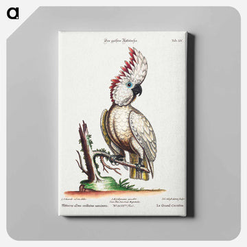 Psittacus Albus Cristatus Maximus
 - ジョージ エドワーズ Canvas.