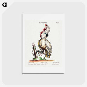 アートポストカード-Psittacus Albus Cristatus Maximus
 - ジョージ エドワーズ Postcard.