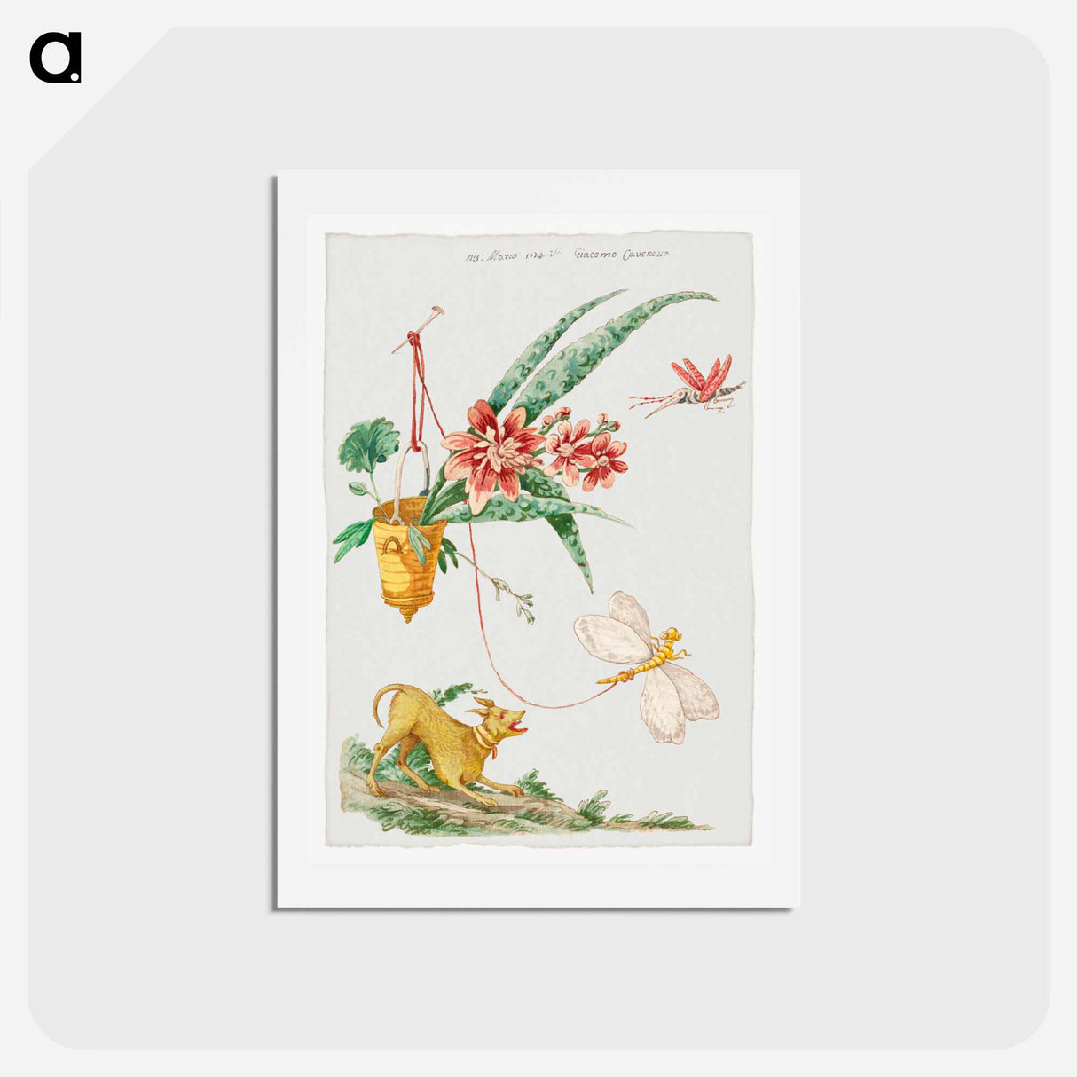 Floral Design with Dog and Insects
 - ジャコモ カヴェネチア Postcard.