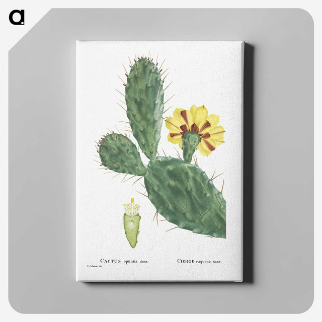 1-6_Histoire-des-Plantes-Grasses_canvas