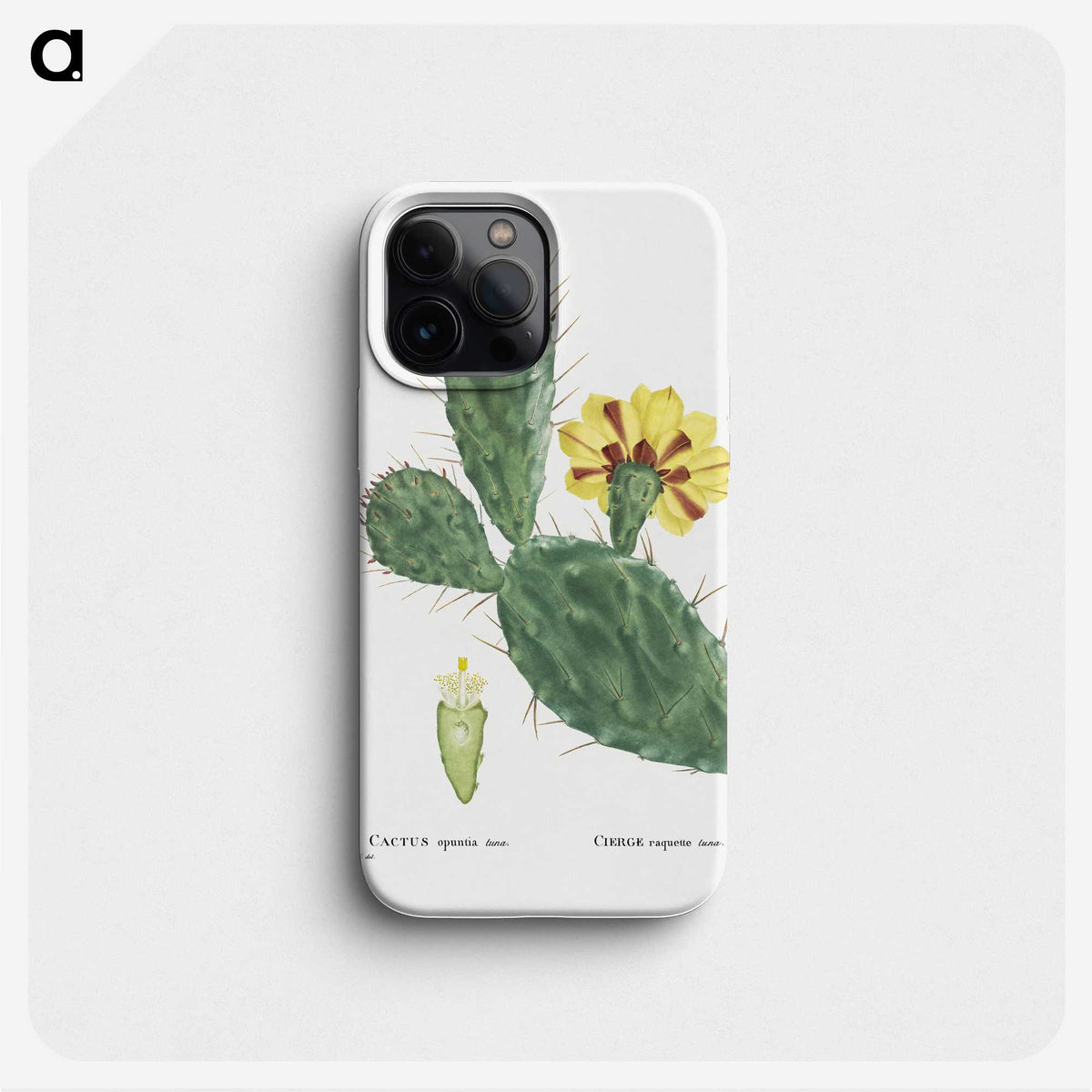 1-6_Histoire-des-Plantes-Grasses_phone