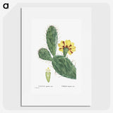1-6_Histoire-des-Plantes-Grasses_picture