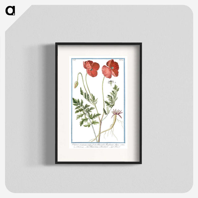 1-6_Hortus-Romanus-Botanical-Plates_blk