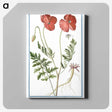 1-6_Hortus-Romanus-Botanical-Plates_canvas