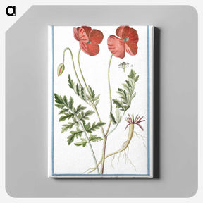 1-6_Hortus-Romanus-Botanical-Plates_canvas