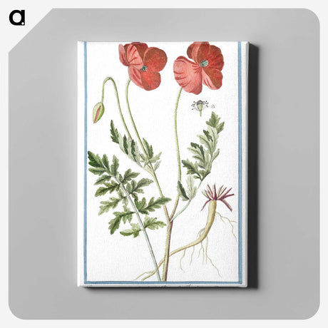 1-6_Hortus-Romanus-Botanical-Plates_canvas