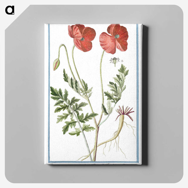 1-6_Hortus-Romanus-Botanical-Plates_canvas