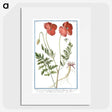 1-6_Hortus-Romanus-Botanical-Plates_picture