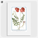 1-6_Hortus-Romanus-Botanical-Plates_picture