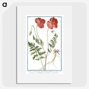 1-6_Hortus-Romanus-Botanical-Plates_picture