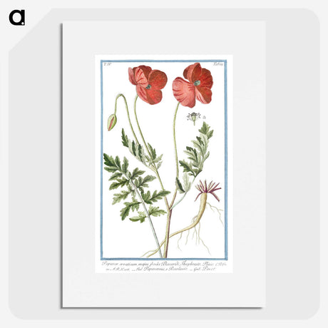 1-6_Hortus-Romanus-Botanical-Plates_picture