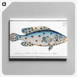 1-6_Ichtyologie-ou-Histoire-naturelle_canvas