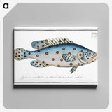 1-6_Ichtyologie-ou-Histoire-naturelle_canvas