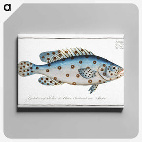 1-6_Ichtyologie-ou-Histoire-naturelle_canvas