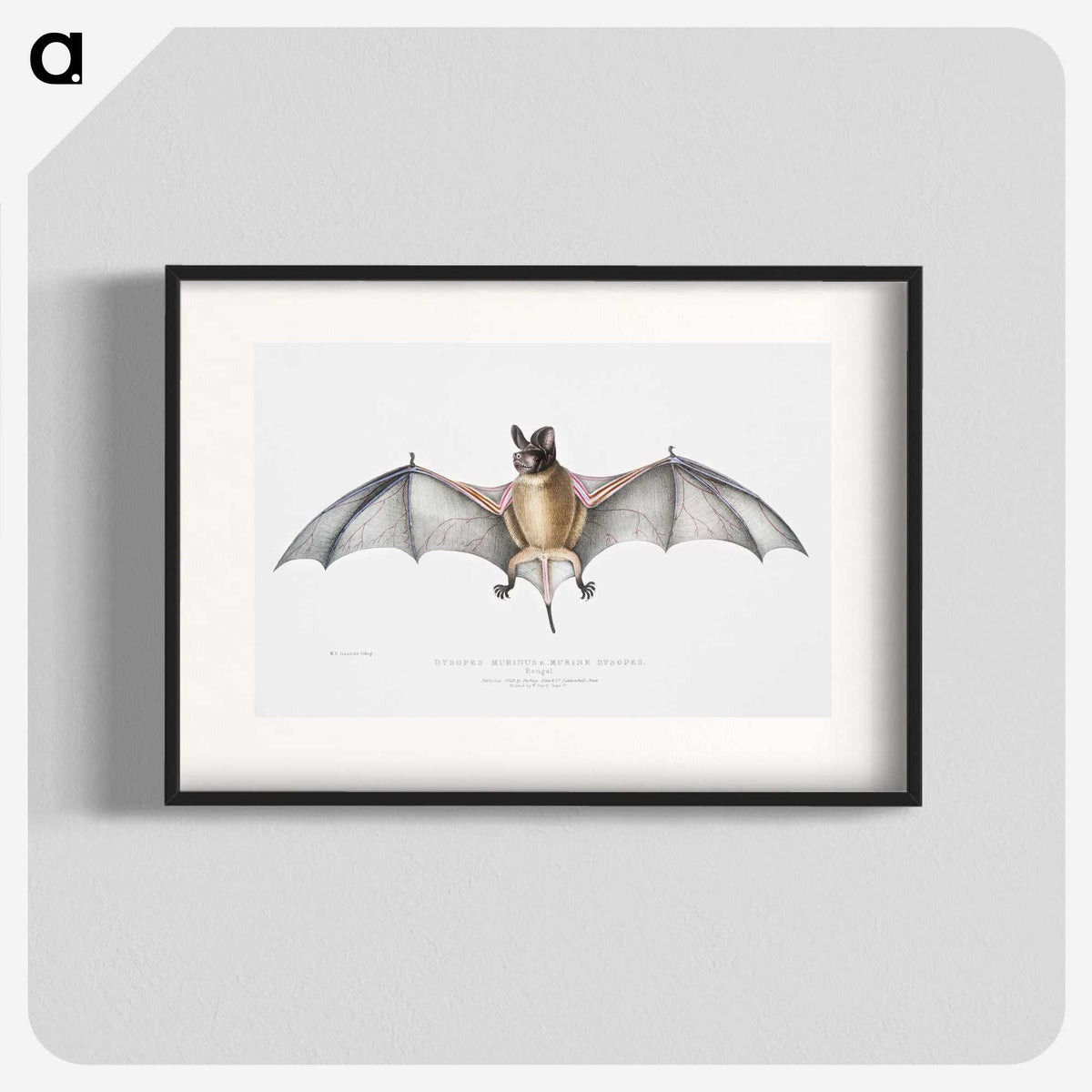 1-6_Indian-Zoology_blk