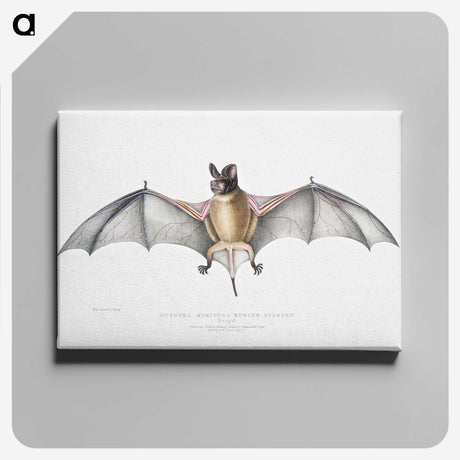 1-6_Indian-Zoology_canvas