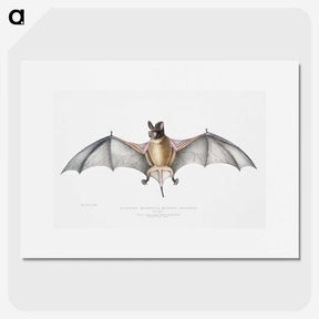 1-6_Indian-Zoology_picture