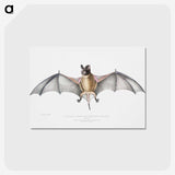 1-6_Indian-Zoology_postcard