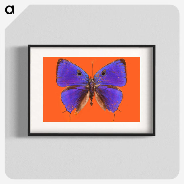 1-6_Insects-Unlocked-Project_blk