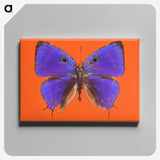 1-6_Insects-Unlocked-Project_canvas