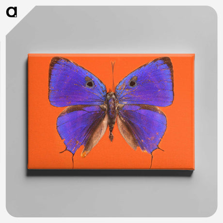 1-6_Insects-Unlocked-Project_canvas