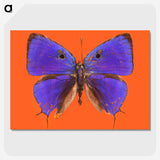1-6_Insects-Unlocked-Project_picture-crop