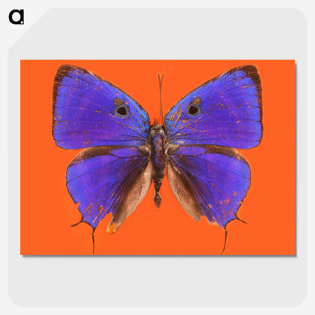 1-6_Insects-Unlocked-Project_picture-crop