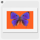 1-6_Insects-Unlocked-Project_picture
