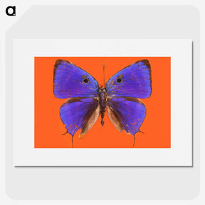 1-6_Insects-Unlocked-Project_picture
