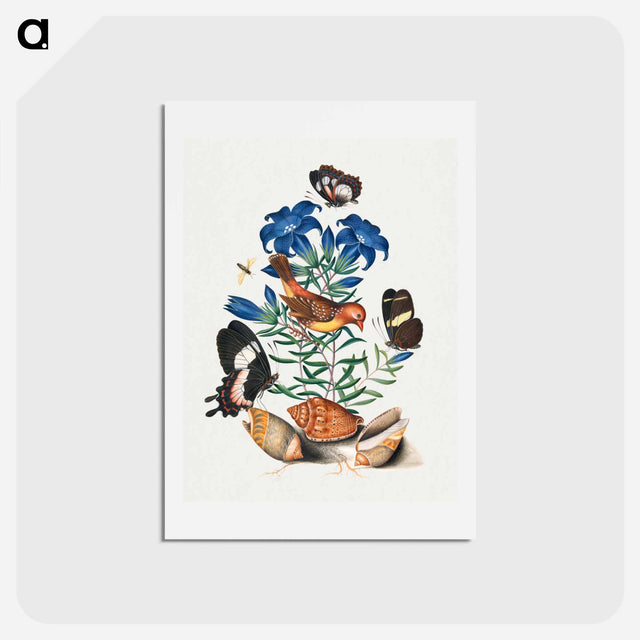 アートポストカード-Anna Blackburne's Natural History Cabinet
 - ジェームズ ボルトン Postcard.