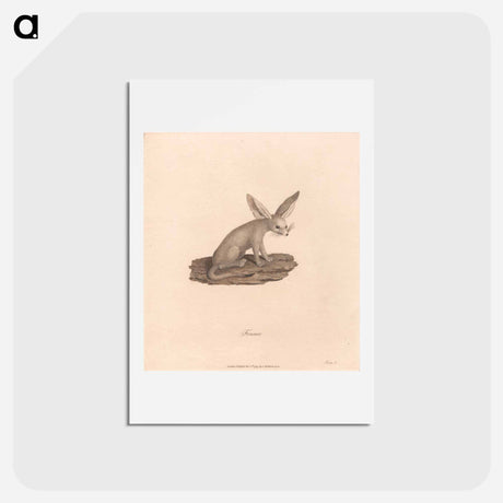 アートポストカード-Fennec
 - ジェームス ヒース Postcard.