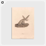 アートポストカード-Fennec
 - ジェームス ヒース Postcard.