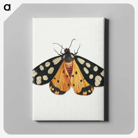 1-6_Jan-Van-Kessel_canvas